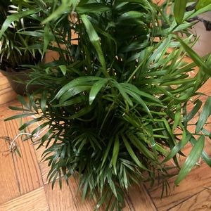 22” Real palm in pot plant